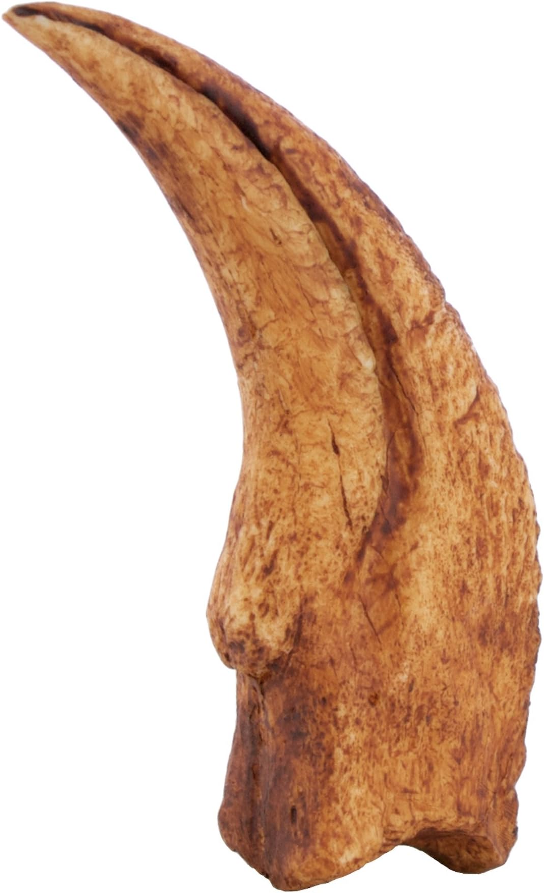 TRIASSICA Velociraptor Dinosaur Claw Fossil Replica