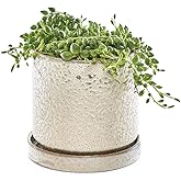 CHIVE ‘Minute’ Ceramic Planter Pot — Cute 5” Colorful Succulent Pots for Indoor & Outdoor House Plants — Beautiful Modern Farmhouse Kitchen Decor — Ivory Speckle
