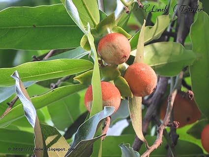 Royal Paradise Gardens Rare Indian Persimmongaab Diospyros - 