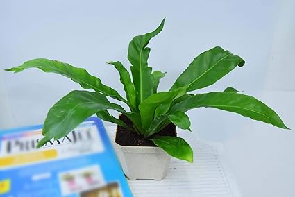 Plantech Home Garden Birds Nest Fern Natural Live Plant with 4 Pot