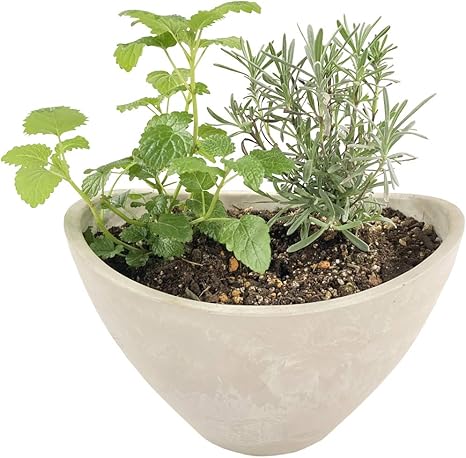 Amazon 花のギフト社 ハーブ 季節のティー系 おまかせ 2種セット 鉢植え 3号鉢 エコ キッチン 観葉植物 オンライン通販
