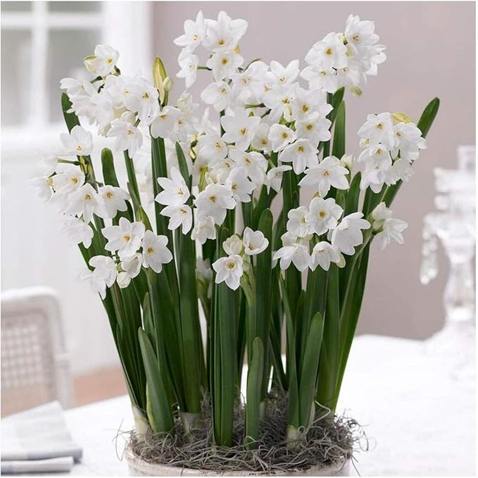 GARTHWAITE NURSERIES® “Paperwhite Daffodil/Narcissus Bulbs