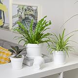 T4U 12.5cm Plastic Plant Pots 6-Pack with Saucer White Indoor Outdoor view 7