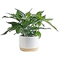 Costa Farms Pothos Live Plant | Easy to Grow Climbing Vine Houseplant | 1-Foot Tall | Hand-Selected Variety | 6-Inch Plant Pot | Housewarming Gift | Home, Office, and Room Decor