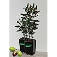 Manzanillo Olive Tree Live Plant Cold Hardy Fruiting Olive Tree " 8" to 12" Tall 2 - Pack Starter Plant Ships Potted Olea europaea 'Manzanillo' Manzanilla Olive