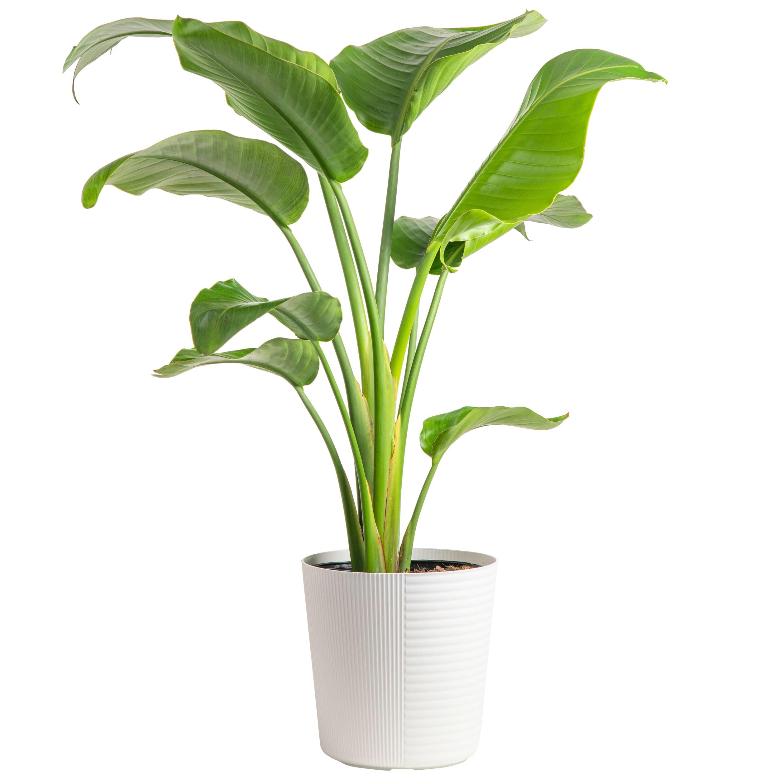 White Bird of Paradise Strelitzia nicolai Live Indoor Plant in Dcor  Planter ... | eBay