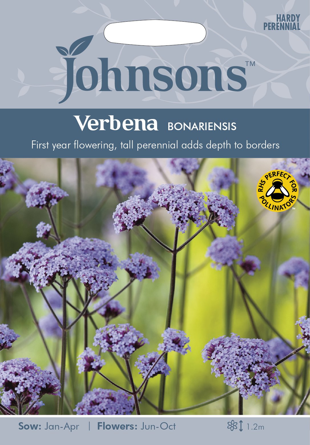 Johnsons Verbena bonariensis