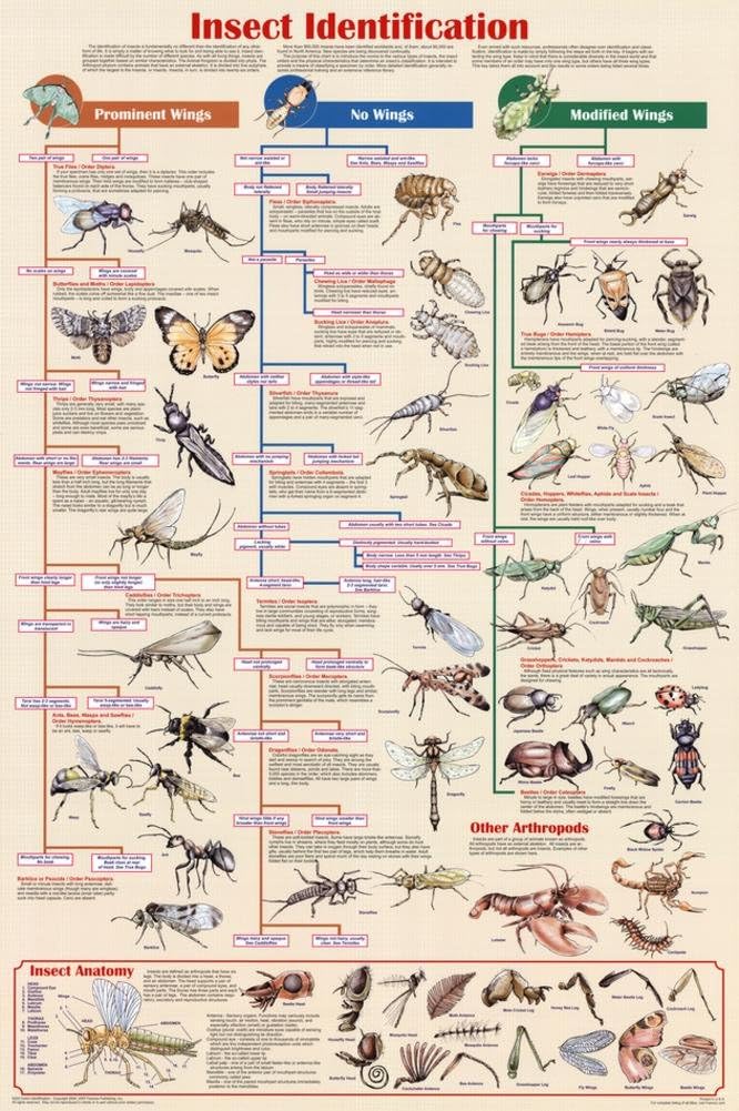 Amazon Com 24x36 Insect Identification Educational Science Chart Poster Prints Office Products