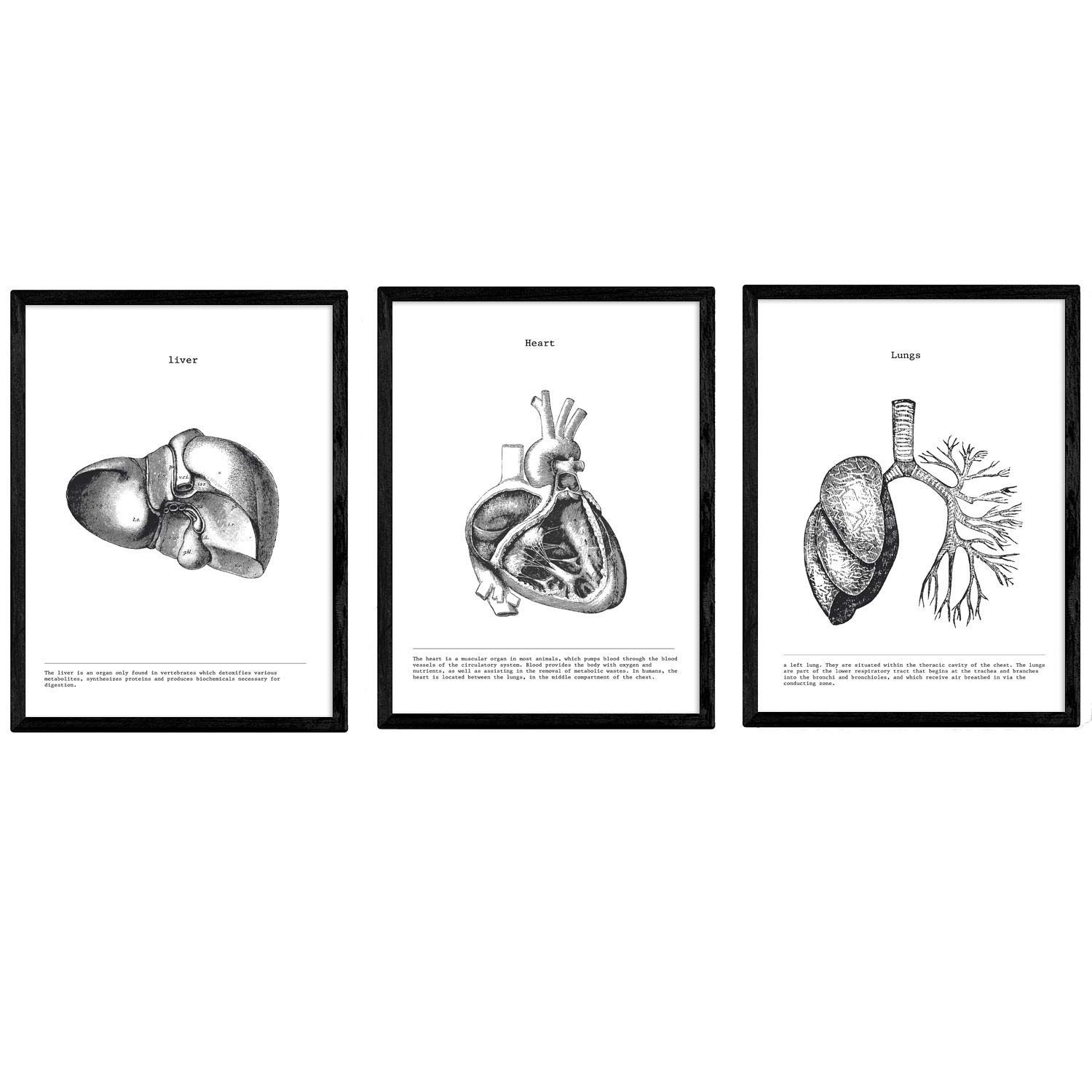 Nacnic Set of 3 Anatomy Posters. Vintage style wall decoration of heart, liver and lungs. Assorted black and white pictures of human anatomy and body parts. Size A3.