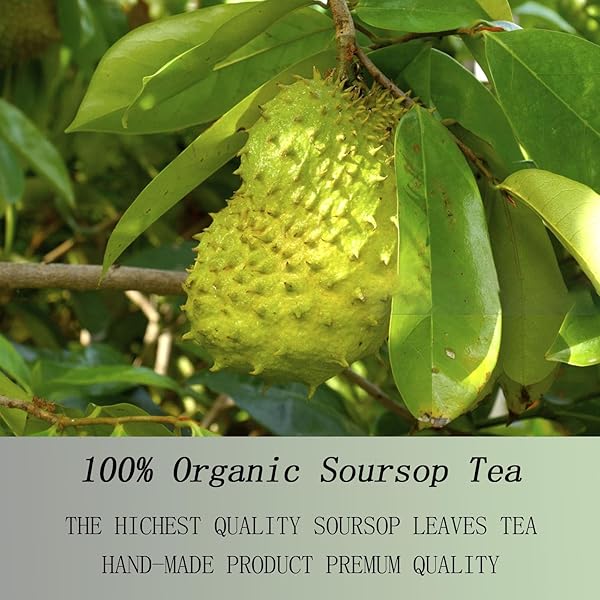 PREMIUM SOURSOP GRAVIOLA LEAF TEA BAGS – SOURSOP TEA, HOJAS DE GUANÁBANA, 100% NATURAL AND PURE, HANDMADE,BOOSTS IMMUNITY, NO SUGAR, NO CAFFEINE (1)