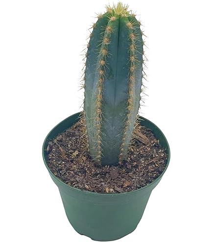 Amazon.com : Blue Agave Plant - Small (Live Bare Root Cactus Plant