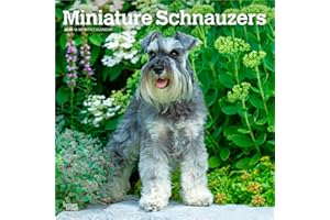 Miniature Schnauzers | 2026 12 x 24 Inch (Hanging) Monthly Square Wall Calendar | Plastic-Free | BrownTrout | Animals Small D