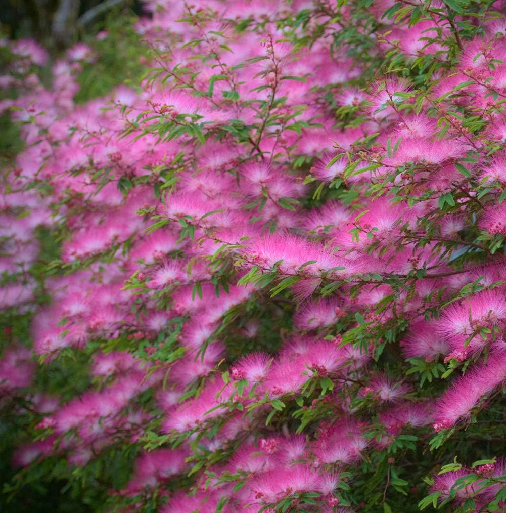 Silk Tree Pink Plants Seeds 10+ Organic Julibrissin Shrub Fresh