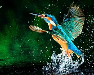 Peindre En Chiffres Pour Adultes Débutants Oiseau Martin