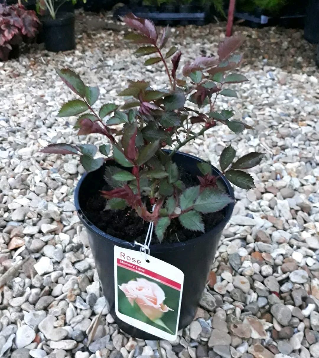 Memory Lane floribunda Rose Bush 3ltr Pot Home & Garden Store Garden