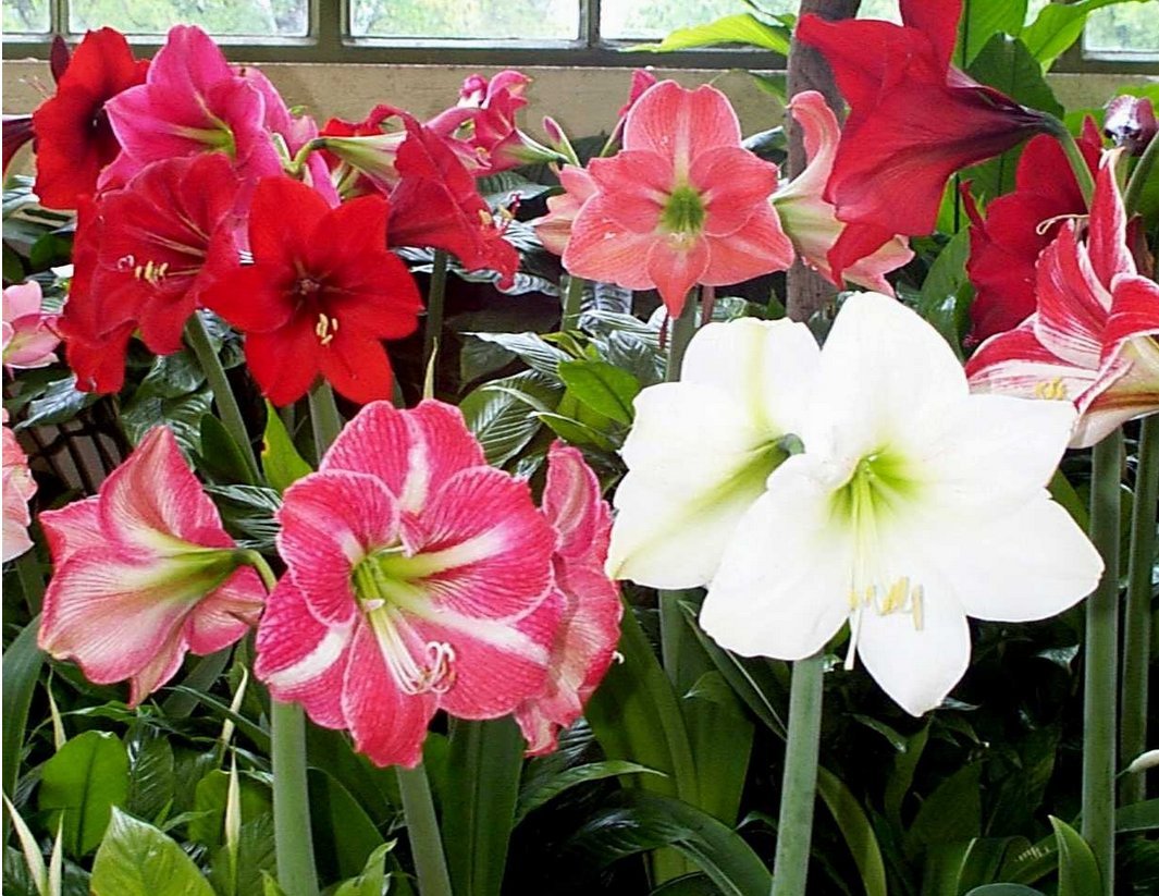 3 Mixed Amaryllis Bulbs.Special Holiday Bulk Pricing! Wonderful to Gift