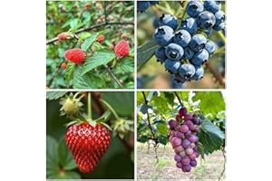 1000+ Fruit Seeds for Planting, Grape (80), Blueberry (80), Raspberry (200), Strawberry (700), Fresh Fruit Seed for Home Gard