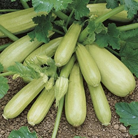 Portal Cool White Squash Zucchini Seeds Kavili F1 Dutch Hybrid Variety Non Gmo Amazon De