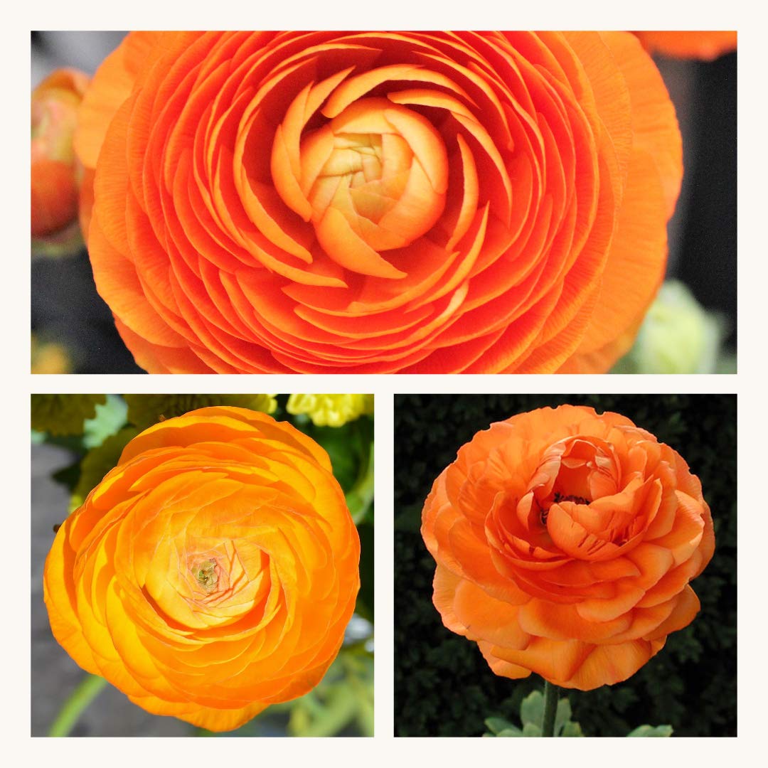 Ranunculus Orange Flower Corms/Bulbs. Hardy Colourful Flowers. Size 6/7. (10)