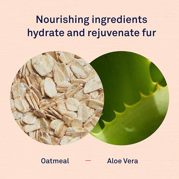 PETPOST | DETANGLING SPRAY FOR DOGS WITH KNOTS, MATS & TANGLES – NATURALLY REJUVENATING DOG HAIR DETANGLER FOR HEALTHIER, SHINIER, STRONGER FUR – OATMEAL, ALOE, AND VITAMIN E FORMULA 8 OZ.