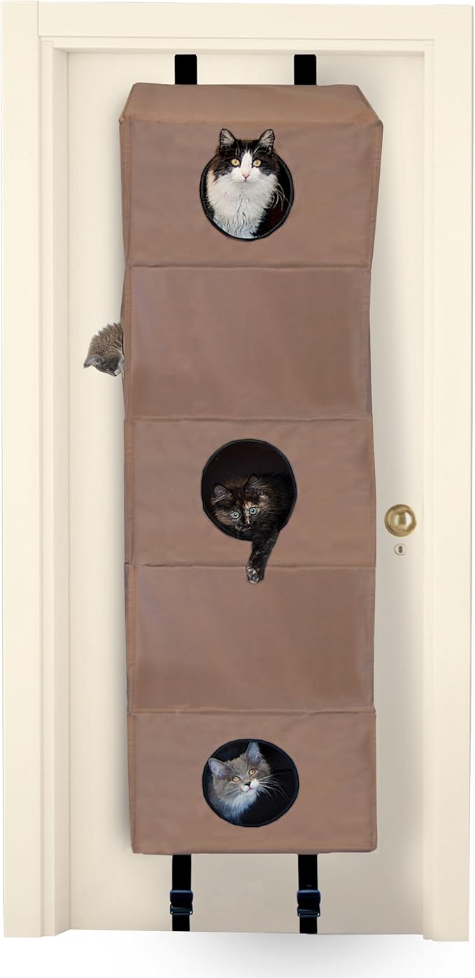 havanese yorkshire terrier mix