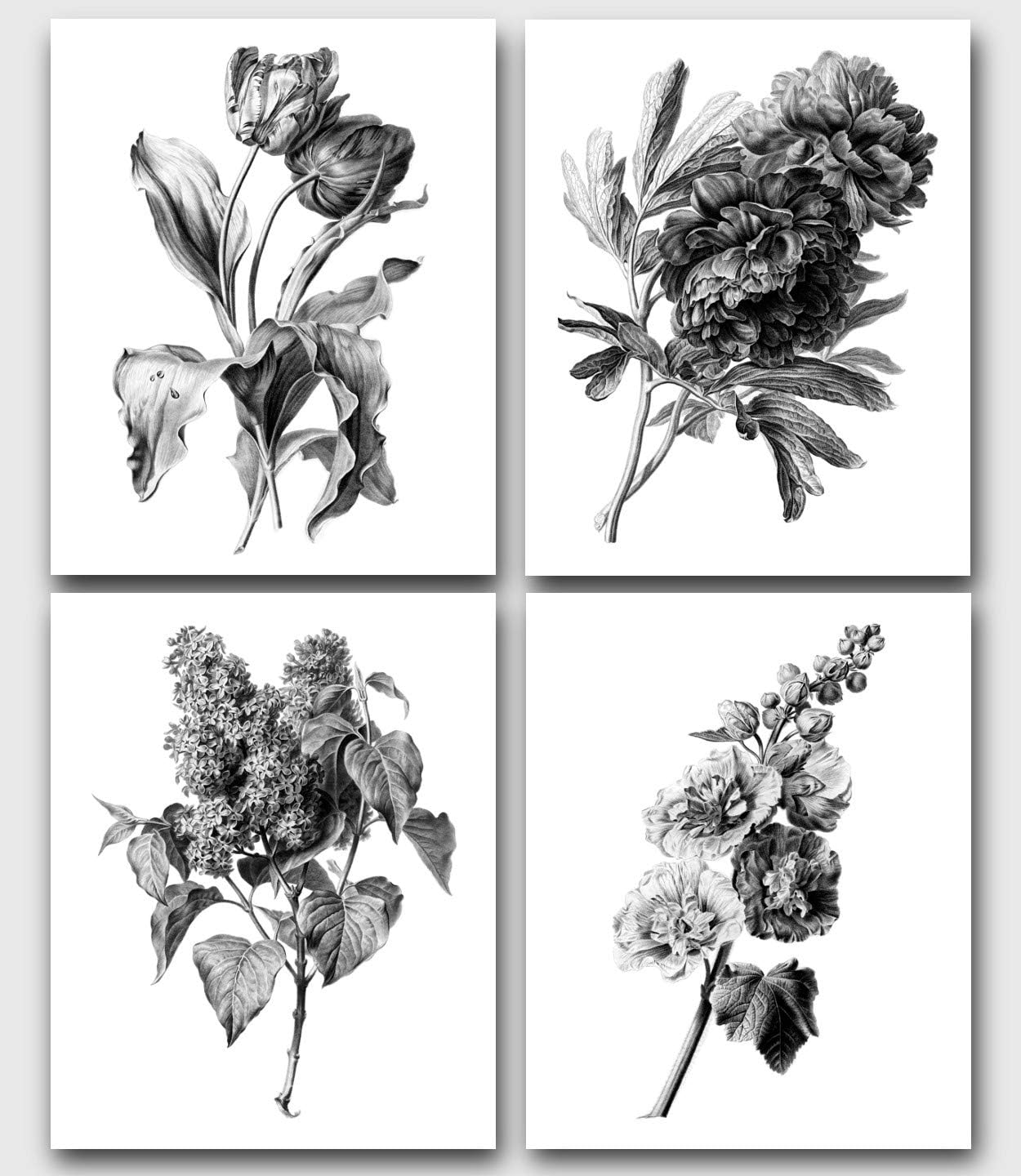 Photographs - Set Of 4 Black and White Flower Drawings, Tulip, Peony, Lilac, Holyhock Rose, 8 x 10 Inches, Unframed