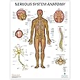 thumbnail image 2 of Spinal Nerves Anatomical Poster LAMINATED Spine & Cranial Nervous System 18x27 | #4594954162 2 of 10