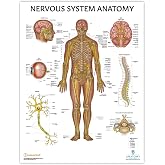 Anatomy Lab Human Nervous System Poster, LAMINATED | Anatomy and Physiology Body System Poster, 17.3 x 22.5 Inches, Nervous System Anatomy Poster