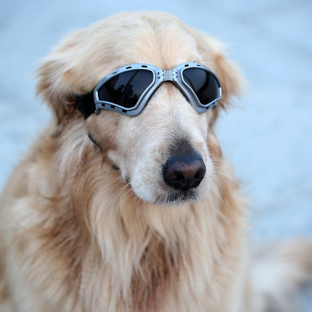 petleso dog goggles