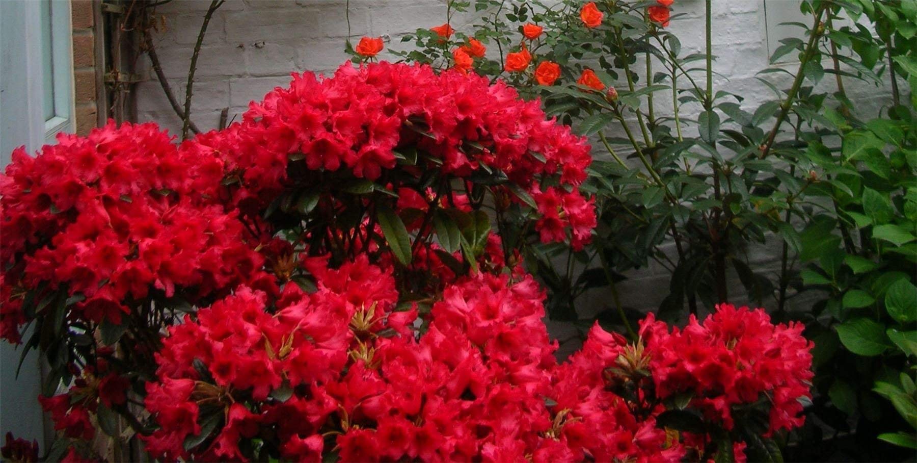 Rhododendron Yakushimanum Titian Beauty Dwarf Rhododendron Plant In 9 Cm |  Desertcart Brunei