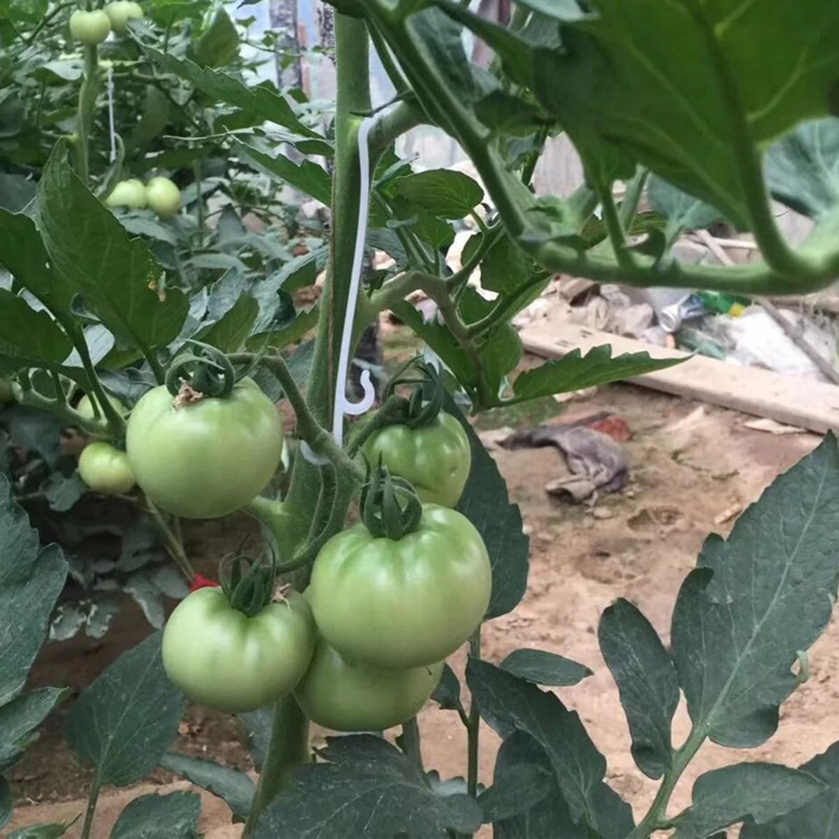BOBOZHONG Tomato Support,tomato hook,100Pcs Tomato Support Hooks Tomato Holder Hook Vegetable Planting Supplies to Prevent Fruit Cluster From Pinching Bending Snapping or Falling off