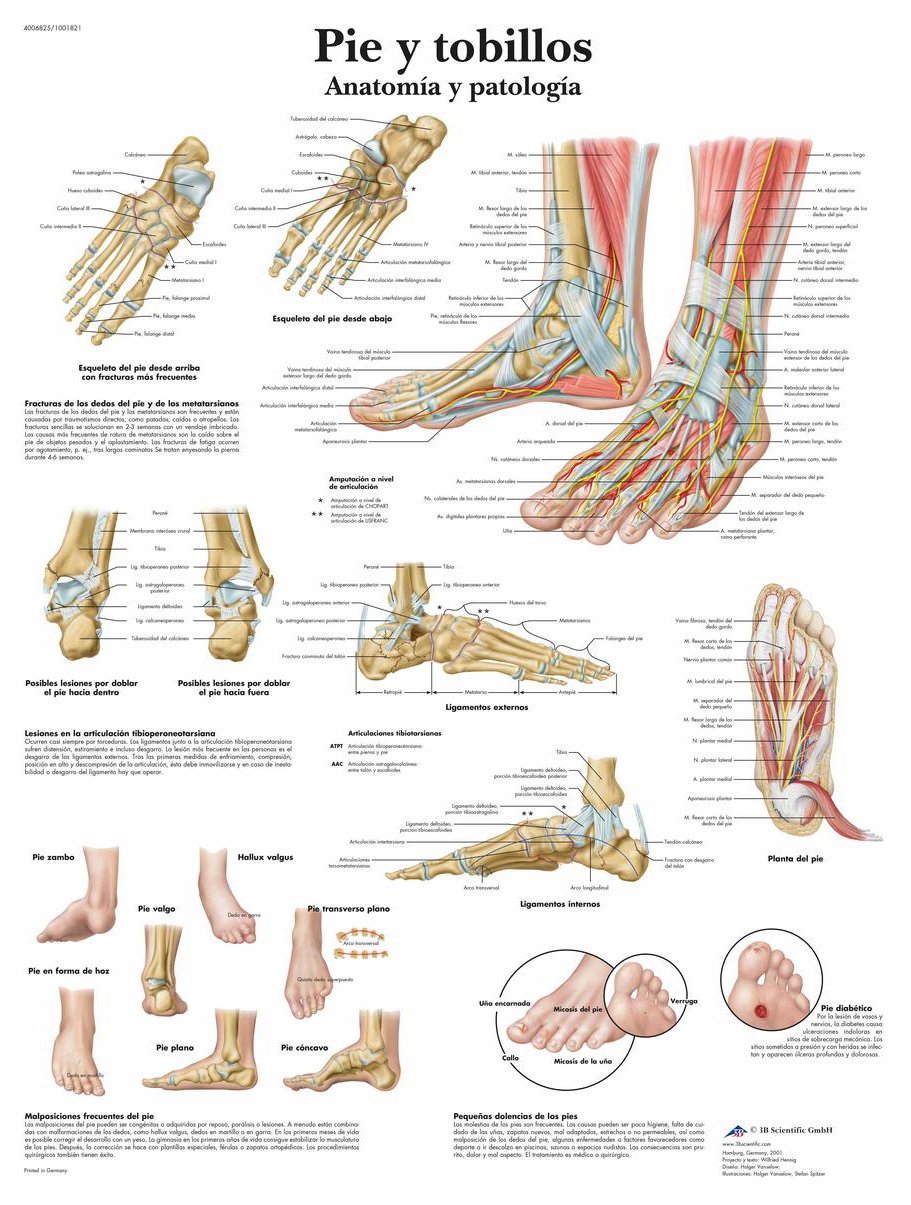 3B Scientific VR3176L Printed On Paper, Foot & Anklets, Anatomy & Pathology