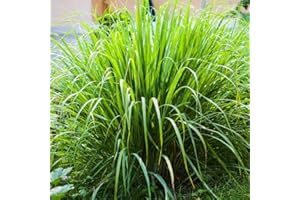WIVOLIBE Lemongrass Plant Seeds - Non-GMO Heirloom Seeds Lemon Grass Herbs Seeds for Planting Garden, Indoor or Outdoor 1500 Seeds