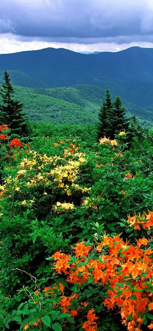 PeelitStickit, Beautiful Nature Wall Murals, ID-1737, vinyl