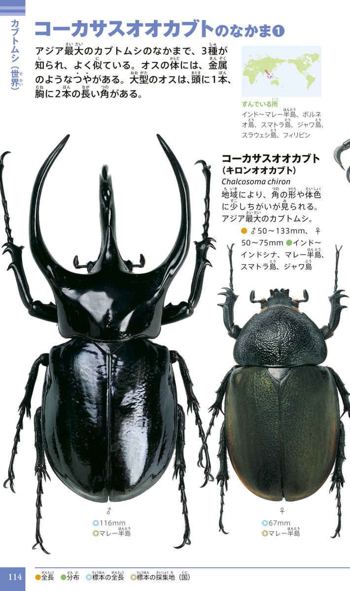 カブトムシ クワガタムシ 小学館の図鑑neo Pocket Amazon Com Books