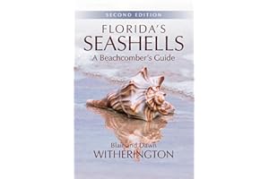 Florida's Seashells: A Beachcomber's Guide