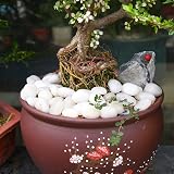 Hisredsun 3.96 lb White Polished Decorative Stones 2-3.5 cm Pebbles view 5