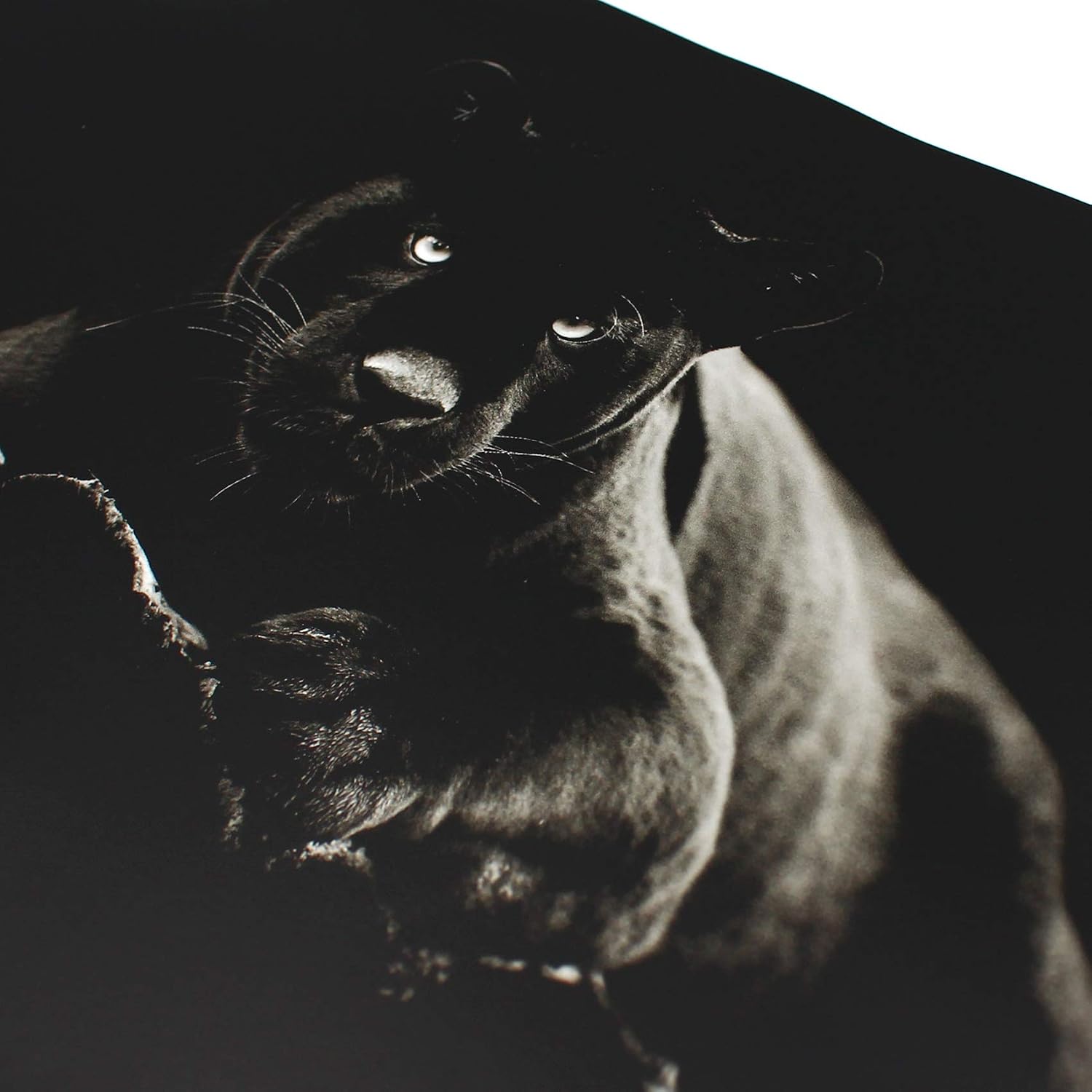 Laptop Foil protection Cover adhesive film notebook sticker self-adhesive vinyl skin sticker (17 Inches, LP37 Black Jaguar) - Image 4