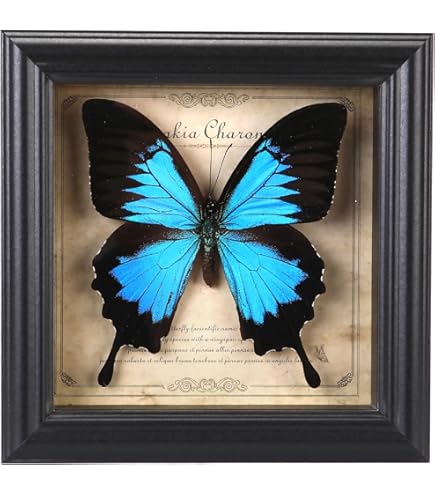Amazon.com - Real Blue Morpho Plus 6 Brilliantly Colored 3-d