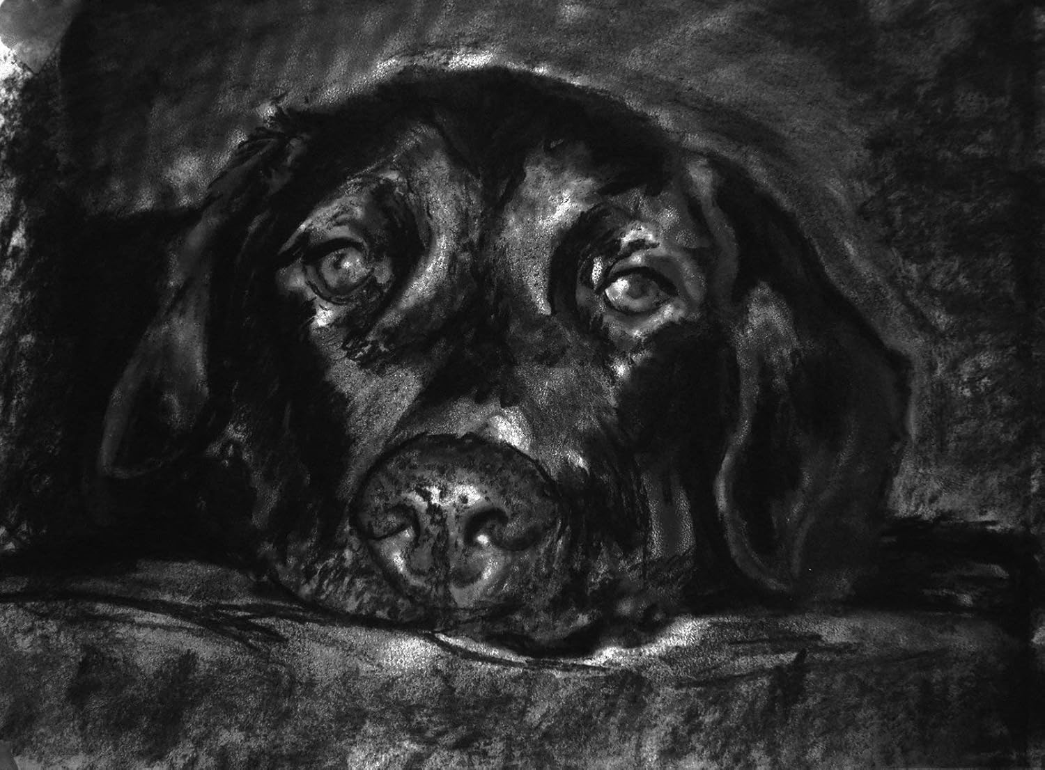 Большая черная собака рисунок