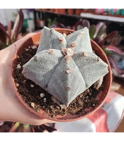 bunny ear cactus Opuntia microdasys subsp. rufida 