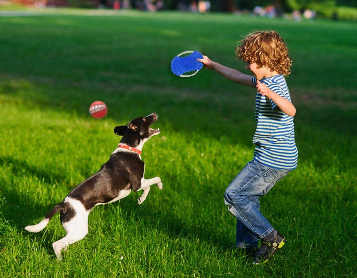 Playing on two. Dog playing frisbee. как дети и собаки играют в шарики. my dog is playing. человек играет с собакой в фрисби в полный рост.