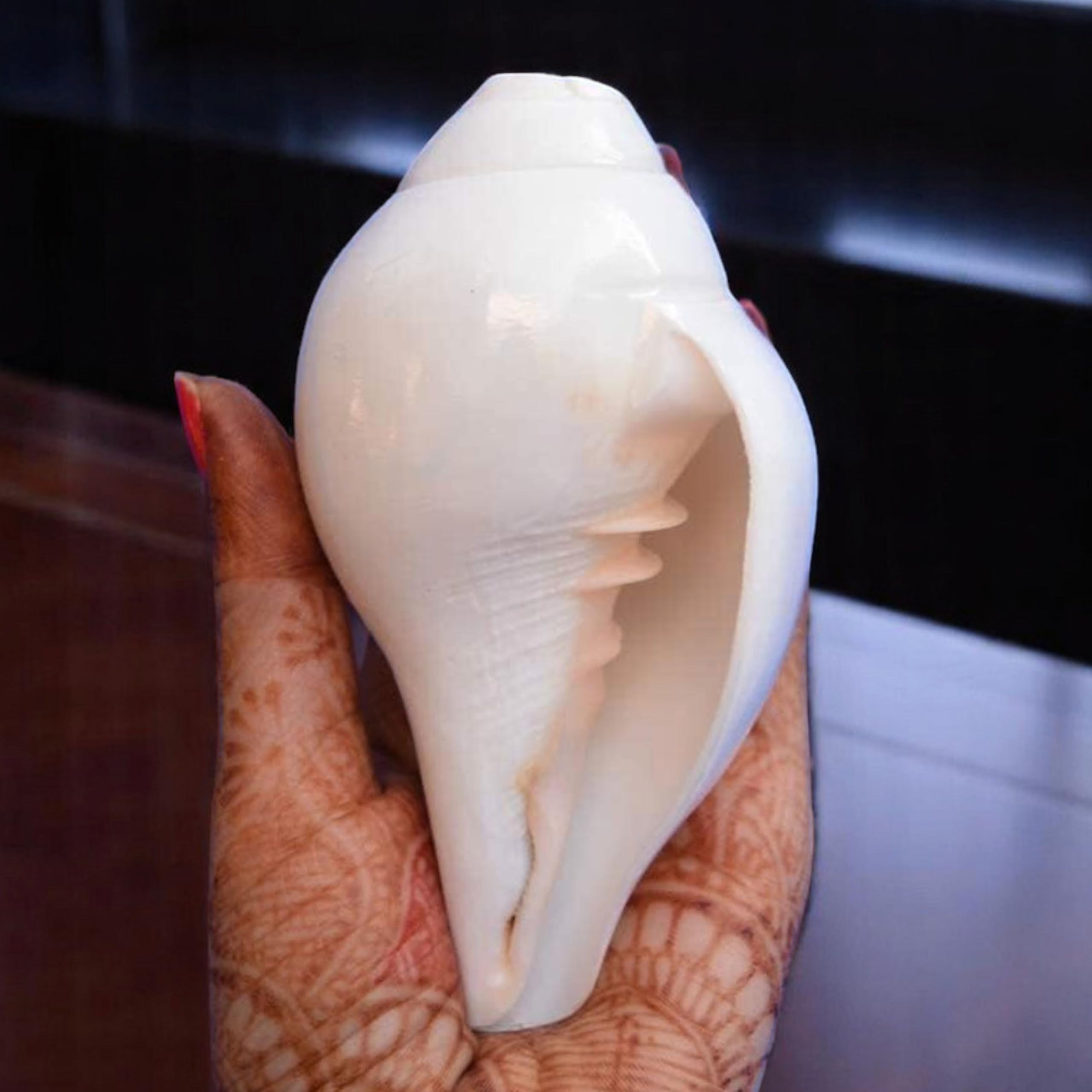 Photo 1 of Original Blowing Shankh (VAMAVARTI BAJNEWALA) Conch Shells 5"inch - Loud & Big Vamavarti Dattatreya Blowing Shankh (White) | Genuine Shankha For Puja Ritual Shankhnaad Plain Pooja Shankh