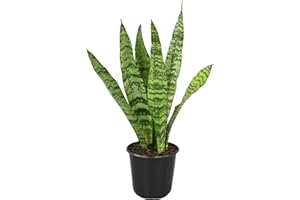 Altman Plants Sansevieria Zeylanica Variegated Snake Plants (Approx. 6" Tall), Easy Plant, Air Purifying Plant & Desk Plant Decor, Low Light Live Snake Plant Live Plants, Indoor Plants & Houseplants