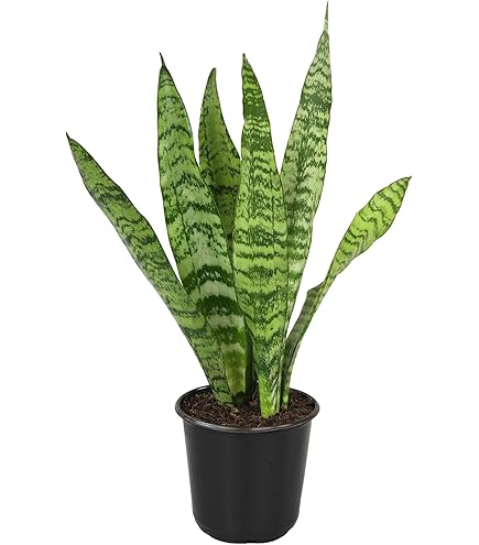 buy snake plants mason city ia Sansevieria Laurentii, Snake Plants