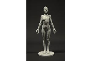 3dtotal Female Anatomy Figure: 10.5-inch Anatomical Reference for Artists (Grey)