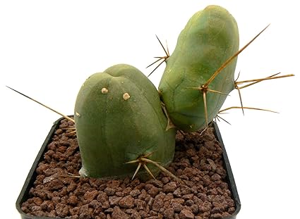 Portal Cool Trichocereus Bridgesii Monstruoso Ollas 9x9cm 1193 Ref ...