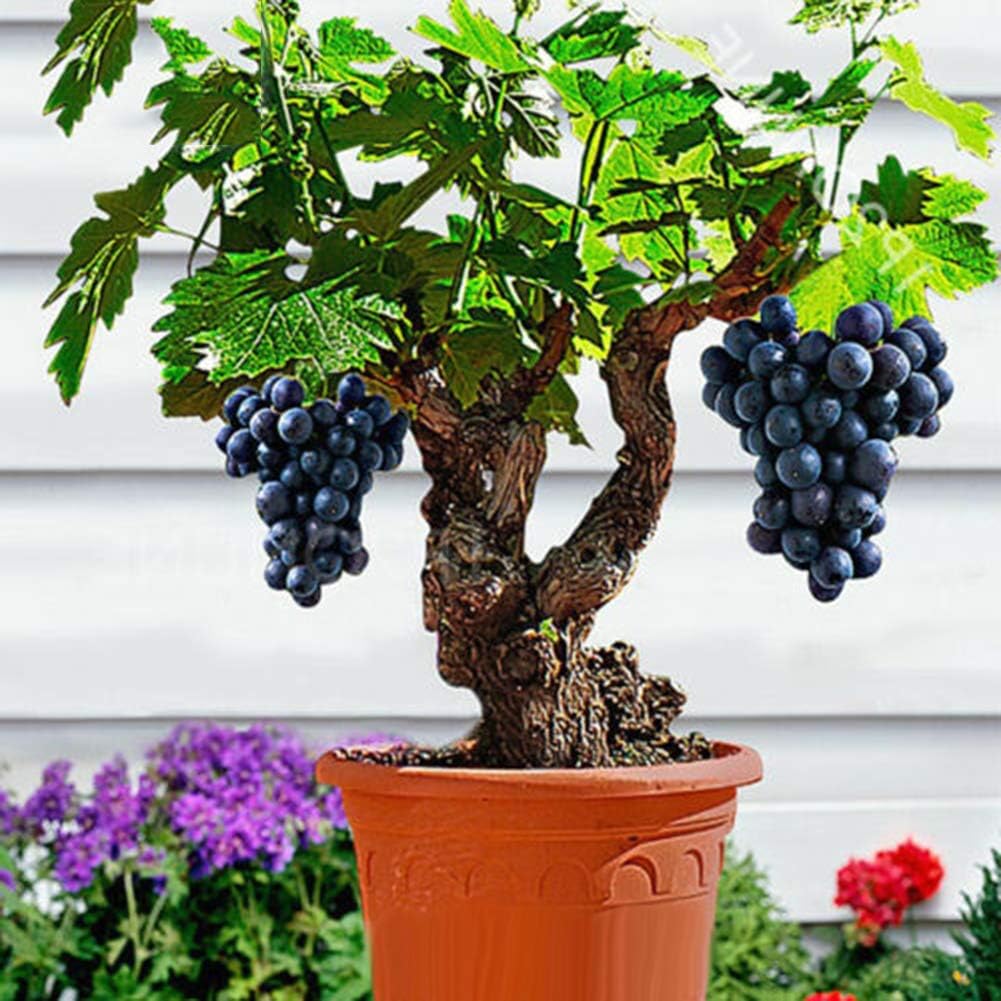 TankMR Farm Seeds Home Decor 85Pcs Bonsai Dwarf Mini Grape Seeds Delicious Fruit Plant Garden Balcony Decor for Garden Balcony/Patio - Grape Seeds