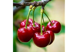 QAUZUY GARDEN 100pcs Cherry Tree Seeds for Planting, Heirloom & Non-GMO Sweet Juicy Fruits Great Gardening Gift Outdoor Garden Planting