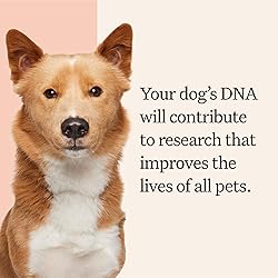Wisdom Panel Premium Dog DNA Kit: Most